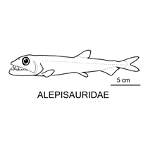 Line drawing of alepisauridae